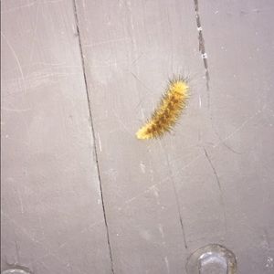 Meet your Posher, Raesha